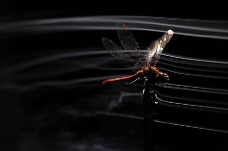 High-speed cameras are used to study the movement of dragonflies' wings