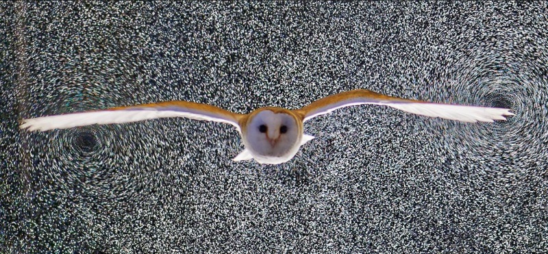 Lily the Barn Owl revealing her wake as she glides through a field of bubbles