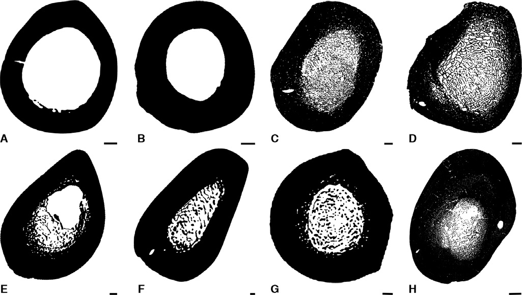 Thigh bones in cross-section; illustrating the diverse degrees of solidification in different species; scale bars are 5mm; showing hollow bones in big species (A Giraffe, B Cape Buffalo), more solid bones in various rhinoceros species (C, D) and differently solidified bones in elephants and their kin (E, F), hippos (G) and the dinosaur Stegosaurus (H)