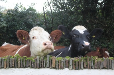 Cows looking over wall view