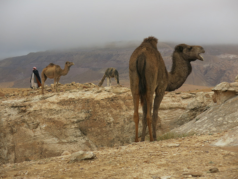 camels in the desert