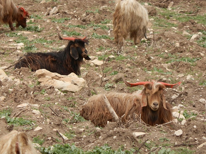 goats on a rocky hillside