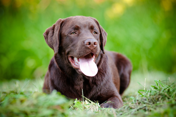 can 2 yellow labs have black puppies