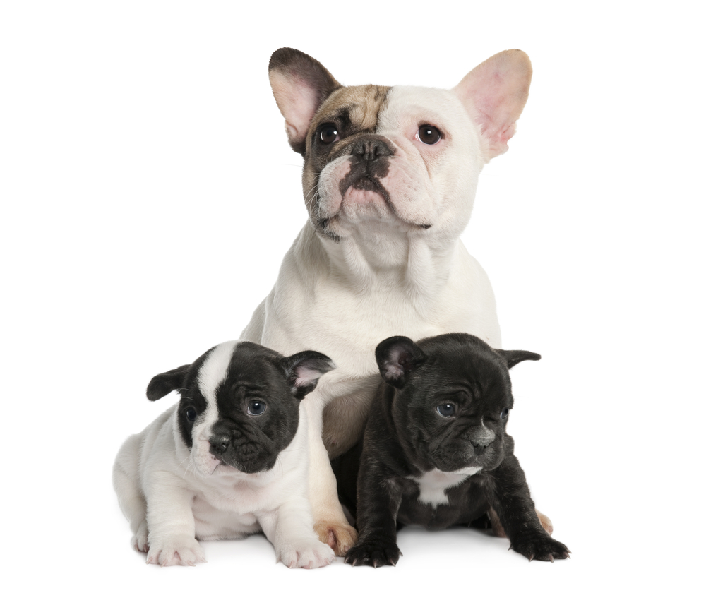 French Bulldogs More E To Birthing