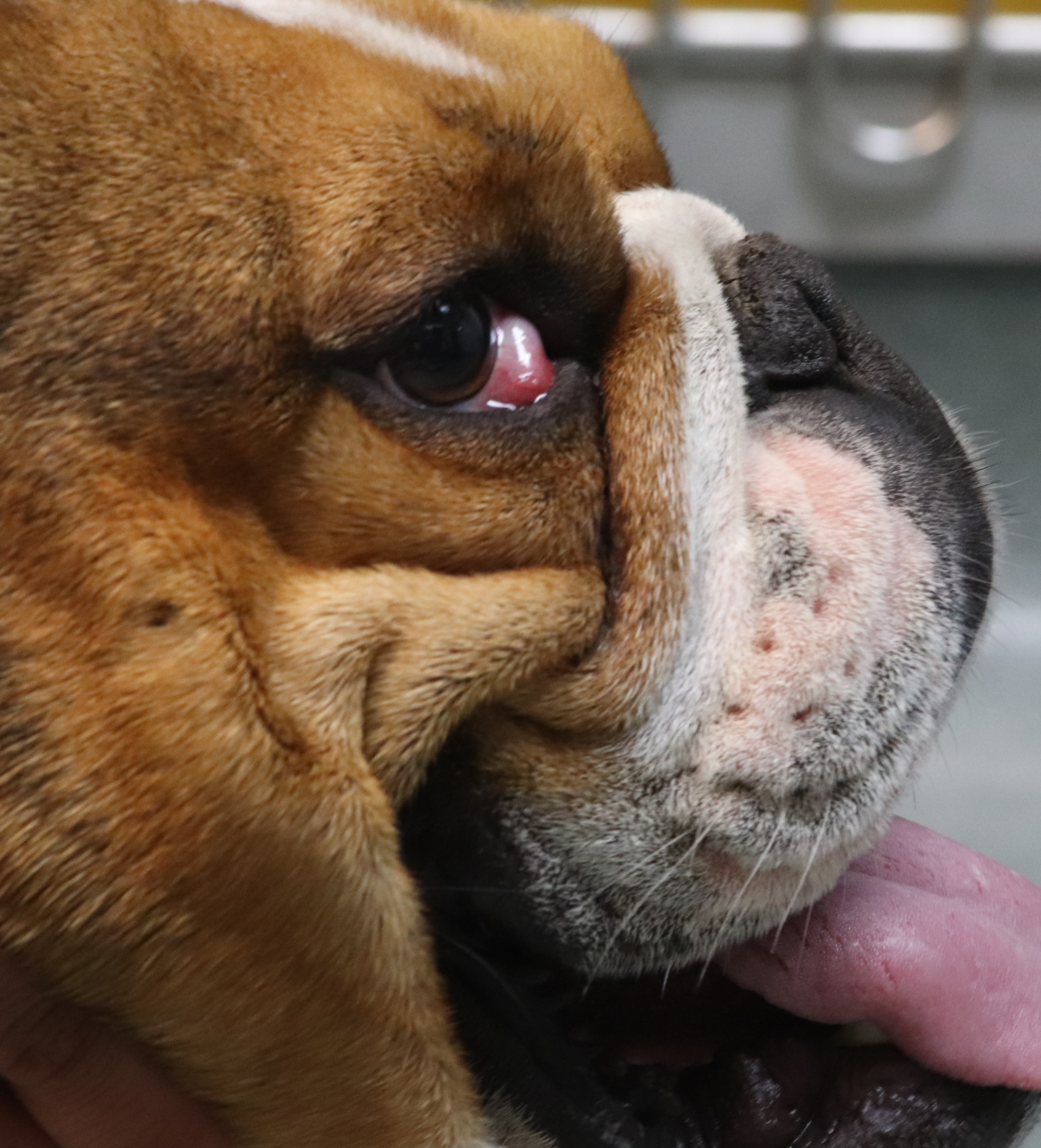 is dog cherry eye contagious