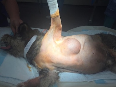 Lipoma%20in%20a%20dog.jpg