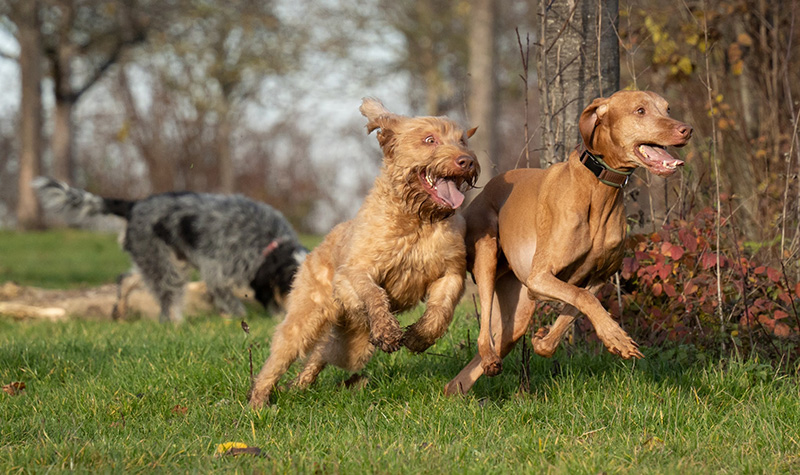 Two dogs running