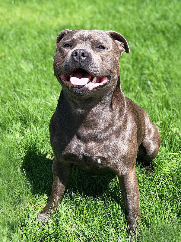 Is the Staffordshire Bull Terrier as tough as its reputation?