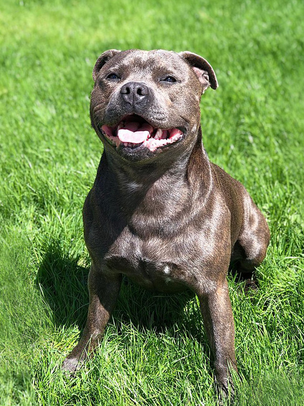 a staffordshire bull terrier