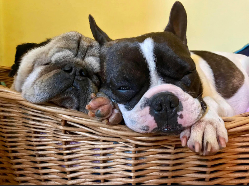 Two flat-faced dogs asleep in a basket