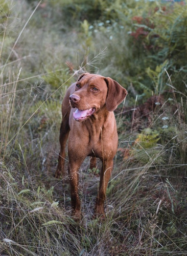 Hungarian vizsla