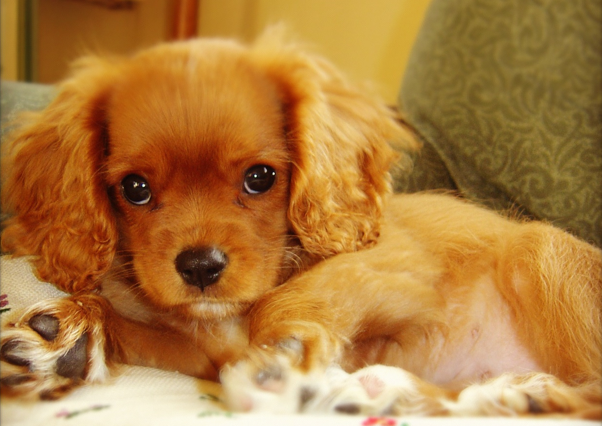 cavalier king charles puppy