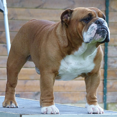 english bulldog british bulldog