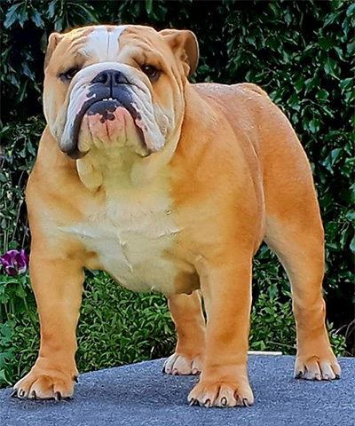 english bulldog british bulldog