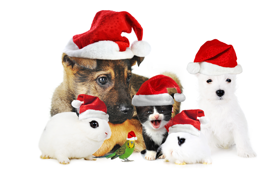 Christmas animals