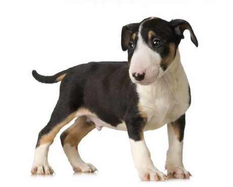 American bull terrier puppy