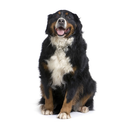 bernese mountain dog