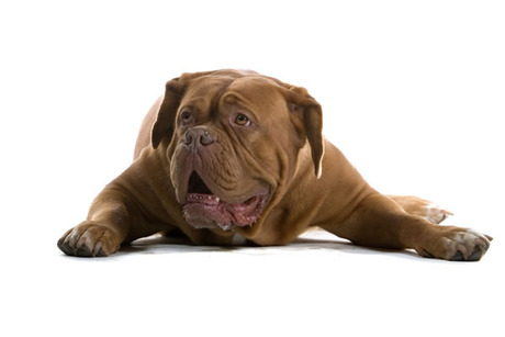 dogue de bordeaux