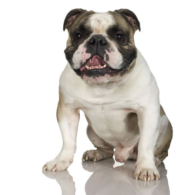 Englishbulldog
