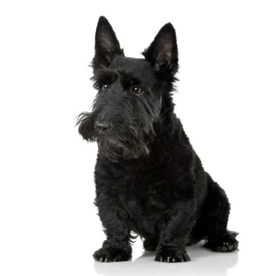 scottish terrier dog