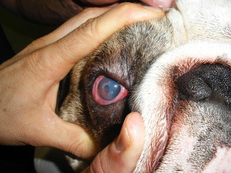 corneal scratch dog