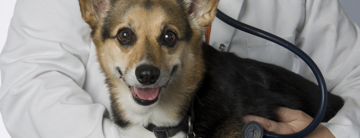 dog and stethoscope