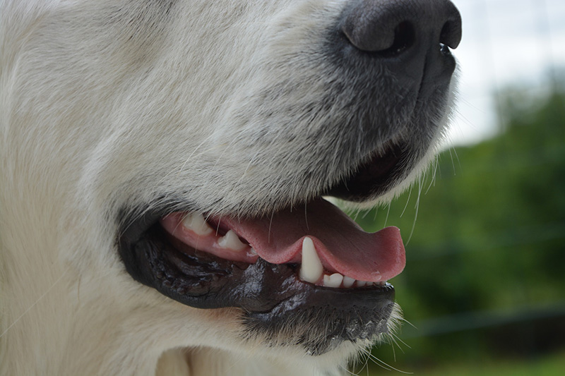 Close up of a healthy dog's mouth