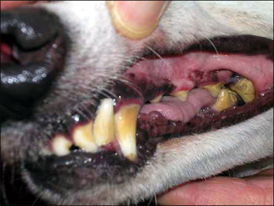 Close-up of greyhound's bad teeth