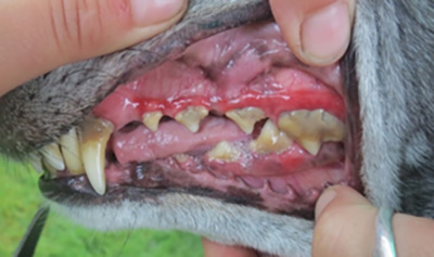 Close-up of greyhound's bad teeth
