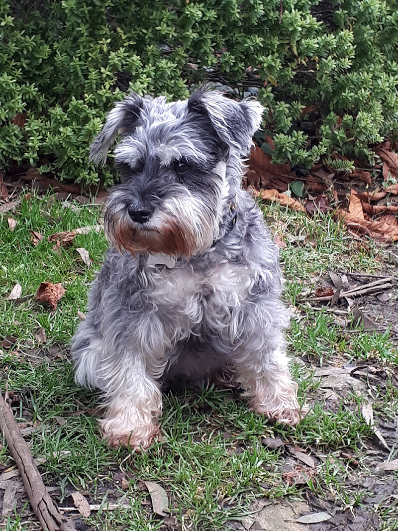 Miniature Schnauzer One Of The Most