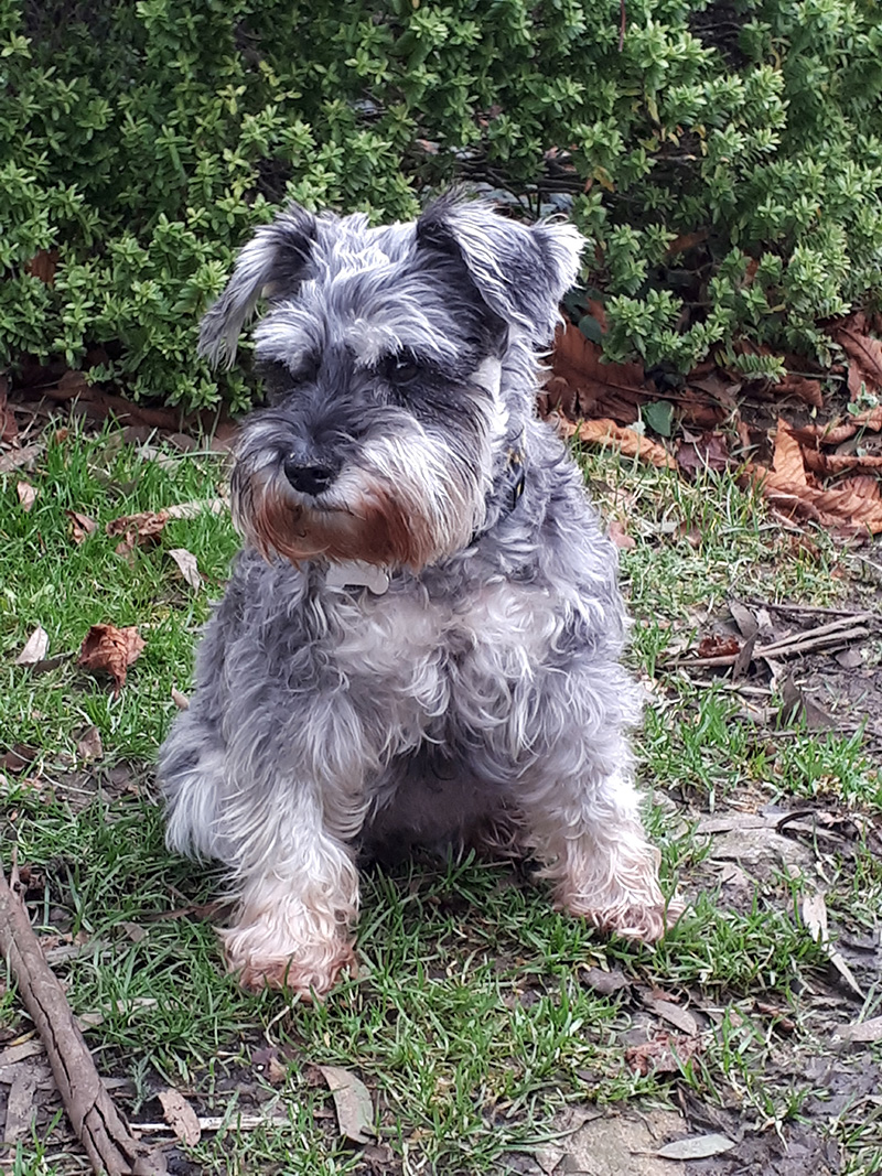 Miniature schnauzer – one of the most average dogs in the UK