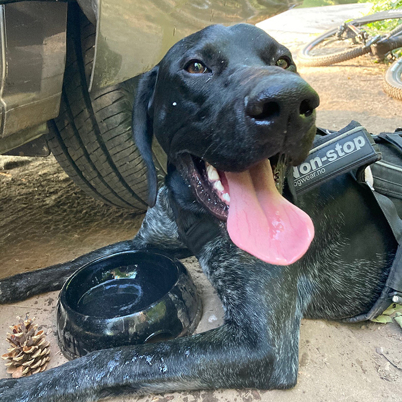 Panting dog with water bowl