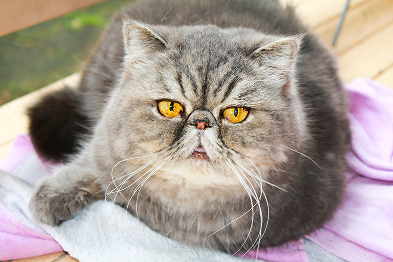 Persian cats at high risk of health problems