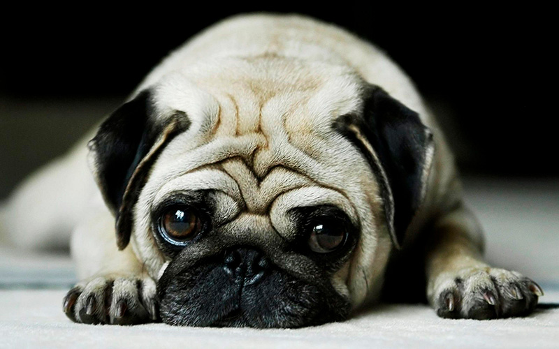 Brachycephalic dogs have the highest risk when giving birth