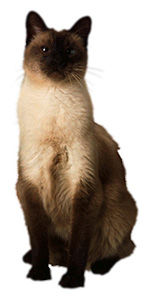 siamese cat