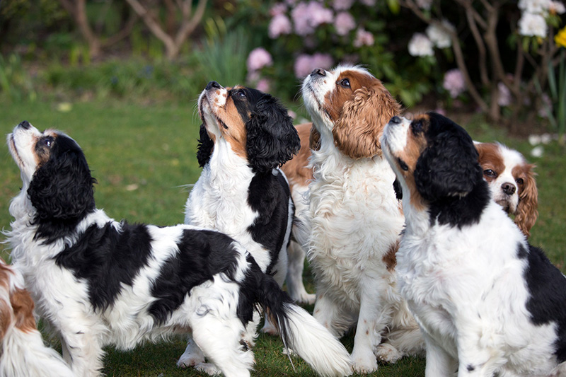 can a cavalier king charles spaniel go in public