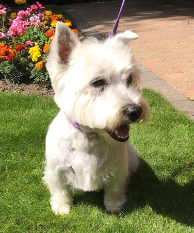 west england terrier