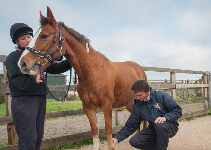 Equine Veterinary Services