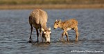 Saiga with calf standing in water