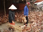 Flock of chickens in a street market