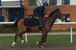 Horse galloping over the artificial training track in GluShus at the British Racing School
