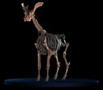 model of skeleton of prehistoric relative of giraffe