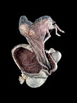 Anatomy specimen of pony foal in it's mother's womb