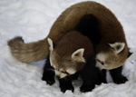 two red pandas rolling in the snow together