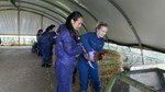 Summer school students handling chickens