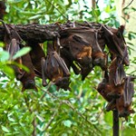 Bats hanging from a branch