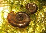 two freshwater snails