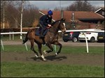 RVC equine study of horse shoe and surfaces effects on horses and riders credit Kate Horan