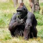 Gorilla sitting on grass