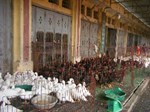 Ducks and chickens in cages at Vietnamese market